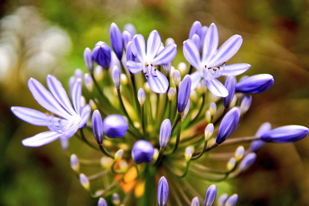 tadj0225's tweet photo. @KSivachukArt I usually use #Sony #a7iii and #Sigma #C016 (30mm F1.4 APS-C) with closeup lens instead of macro lenses. They are really working well and I really love them.
#Photography #FlowerPhotography #SonyAlpha #花好きな人と繋がりたい #カメラ好きな人と繫がりたい #写真好きな人と繫がりたい https://t.co/9fXjKDqNfv