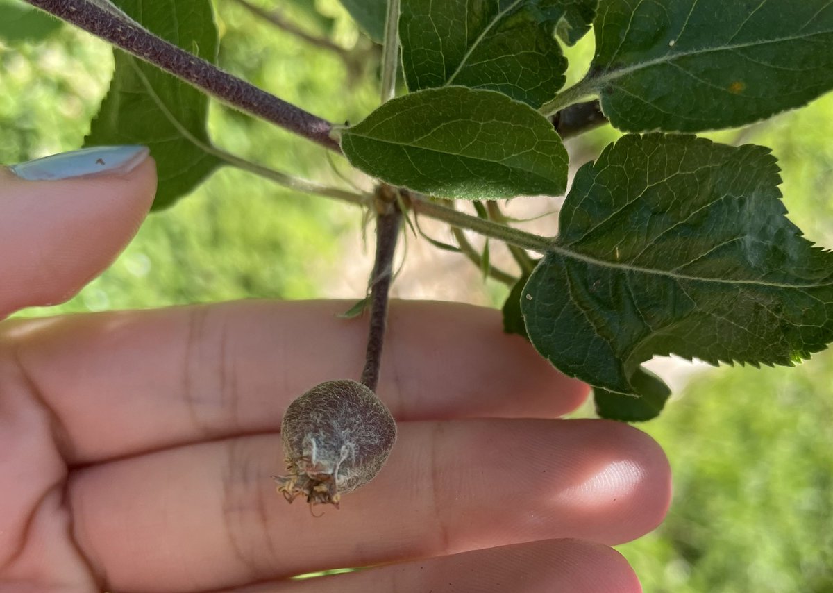 TierneyThings's tweet image. bby apple 🥺🍎