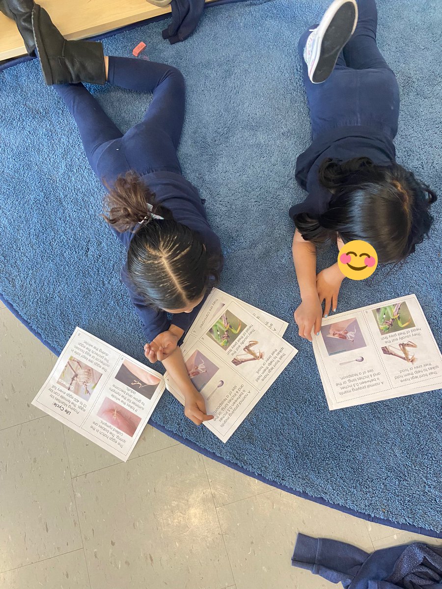 mllehogan's tweet photo. We have a delivery of praying mantis eggs coming soon! Ss were asked what they think we need to know about these creatures before welcoming them into our class. We’ve got a lot to learn! Let the research begin! https://t.co/NsSjts8r4m