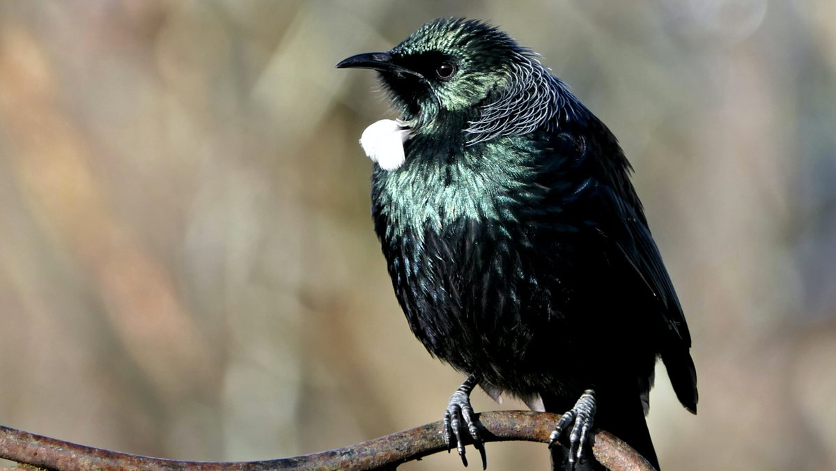 Bringing the tūī back to town – how native birds are returning to NZ’s restored urban forests - sciblogs.co.nz/changing-clima…