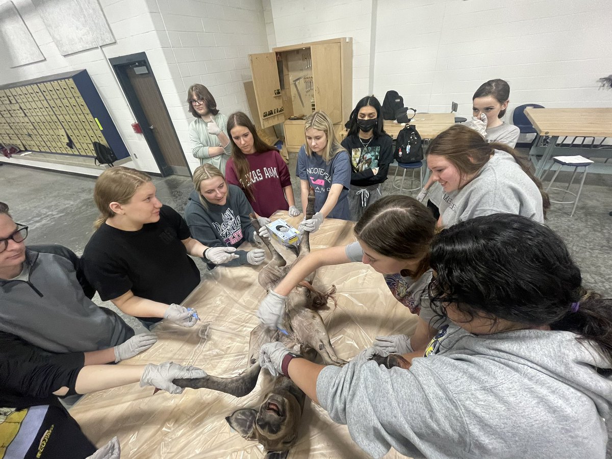 MRobsAg's tweet photo. Vet Med Autopsy Day, what happened to the horse? Vet med students using their surgical skills to do an autopsy on the equus species! #learnbydoing #lcvetmed #lcffa https://t.co/kDhawFq2F4