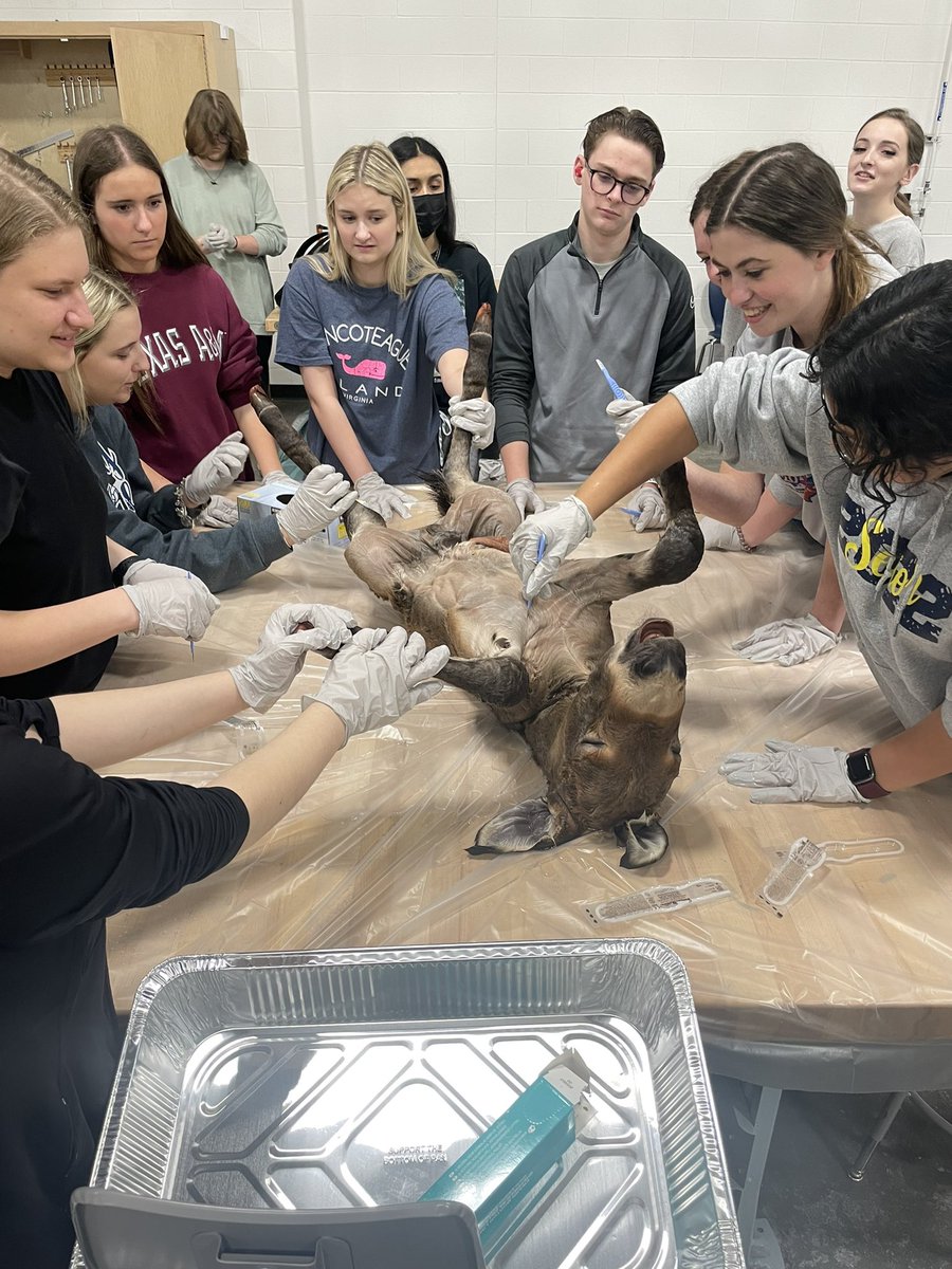MRobsAg's tweet photo. Vet Med Autopsy Day, what happened to the horse? Vet med students using their surgical skills to do an autopsy on the equus species! #learnbydoing #lcvetmed #lcffa https://t.co/kDhawFq2F4