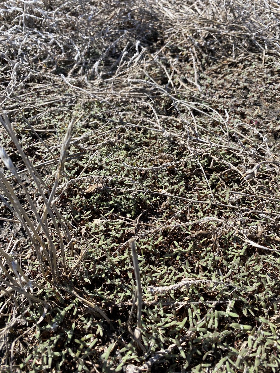 Wheat &amp; canola typically blanket the prairies but this morning kochia is taking over. There are great pre emerge products to crush kochia! #100DaysofHUSTLE #Plant22 #TechnicalTuesday <a href="/_StaySharpe/">Sharpe's Crop Services</a> <a href="/SharpeAgronomy/">Sharpes Agronomist</a>