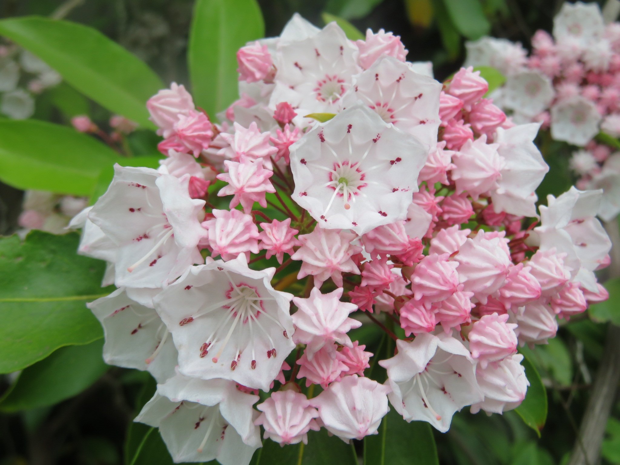 コトリ 22 05 11 金平糖のような蕾が可愛い カルミアの花 アメリカシャクナゲ Tlを花でいっぱいにしよう T Co H33fzzvcxx Twitter