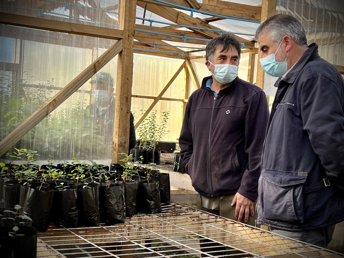 PatricioBarria7's tweet photo. 🌳 ¡El bosque es vida! Visité los huertos semilleros clonales y vivero Huillilemu de CONAF Los Ríos, donde el equipo realiza un intenso trabajo para mantener la producción de especies nativas que se distribuyen a la región https://t.co/MBTfCziTOb