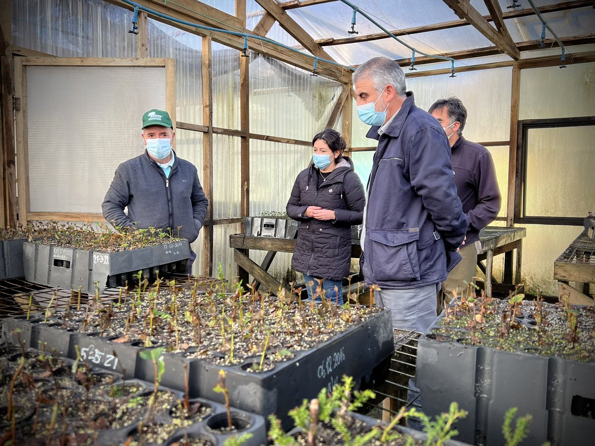 PatricioBarria7's tweet photo. 🌳 ¡El bosque es vida! Visité los huertos semilleros clonales y vivero Huillilemu de CONAF Los Ríos, donde el equipo realiza un intenso trabajo para mantener la producción de especies nativas que se distribuyen a la región https://t.co/MBTfCziTOb