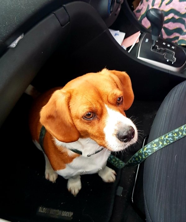 warriorboy67's tweet photo. Our Barney Boy off to doggy kinder. Gee he lives like a ๐
#dogsofsokahtwitter
#dogsoftwitter
#dogs #shnook https://t.co/ebTlLLsWTn