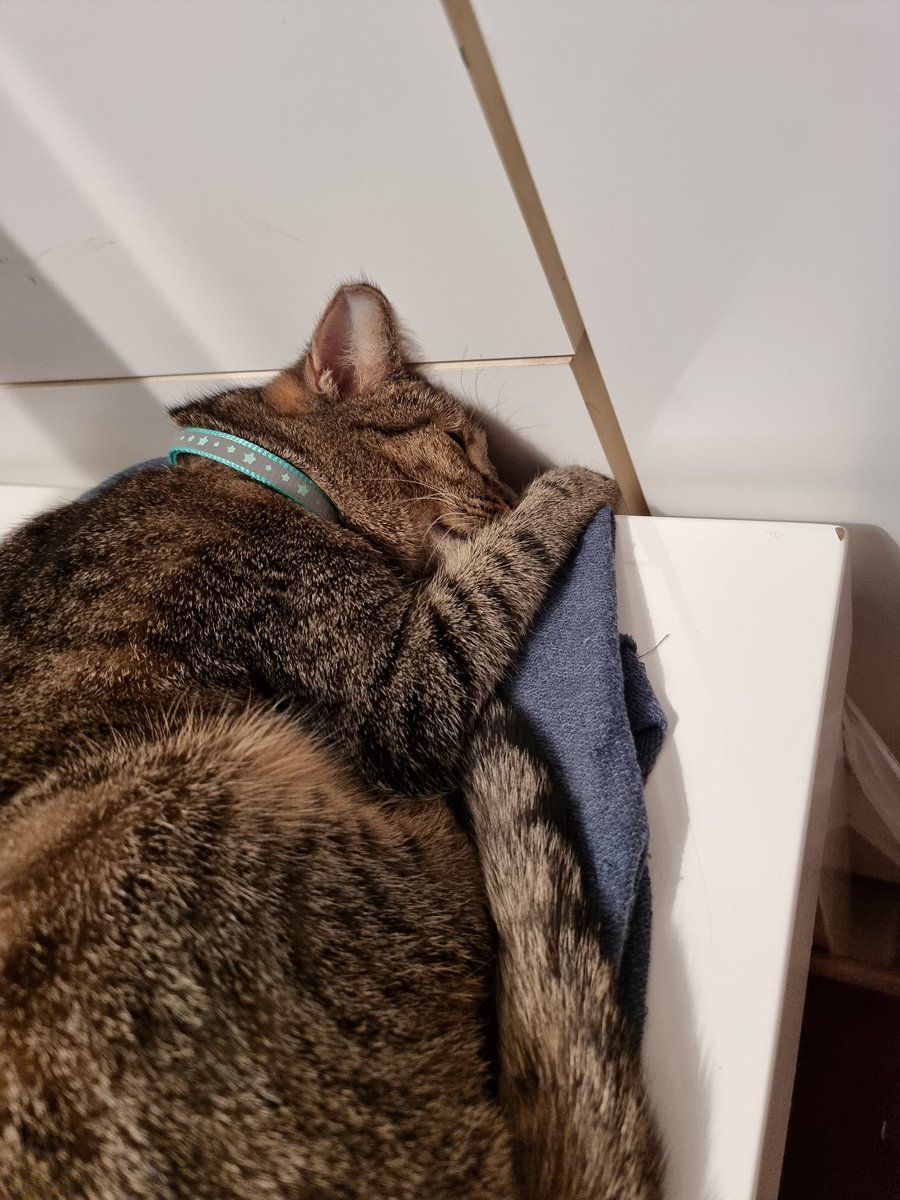 iwonna49's tweet photo. Katze sieht müde aus 😅 https://t.co/Kdoic8nnDp