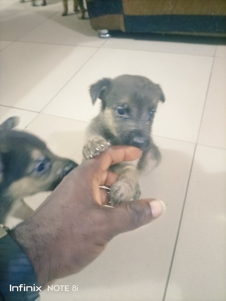 ItsJoLin's tweet photo. @davido OBO abeg bless my ministry.. I get German shepherd puppies for sell Dem cute die, of you no need am just buy am dash someone,I know you can do it. #yourFaceShow Wella https://t.co/M91y554ylS