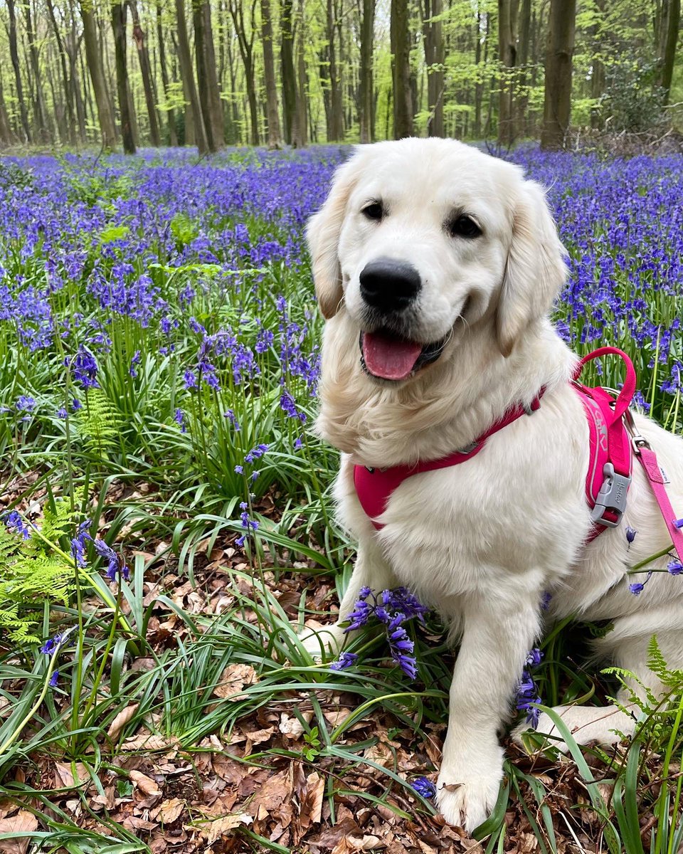 Hello Frens 👋🏻 Just sneaking in just in time for Tongue out Tuesday! This is me in the bluebell woods at the weekend.