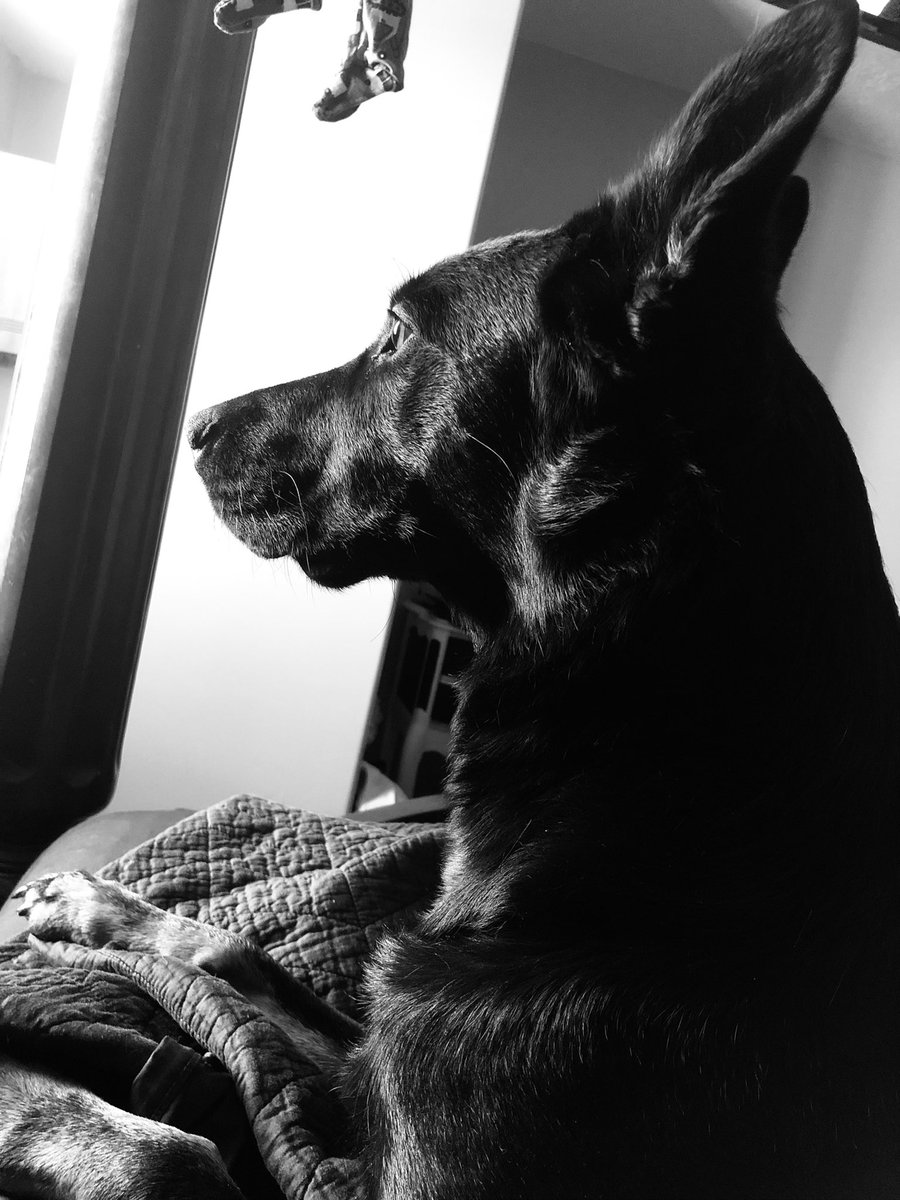 Sw33t2010's tweet photo. #GermanShepherdDay #bicolorgermanshepherd https://t.co/0N9kJKXKnL