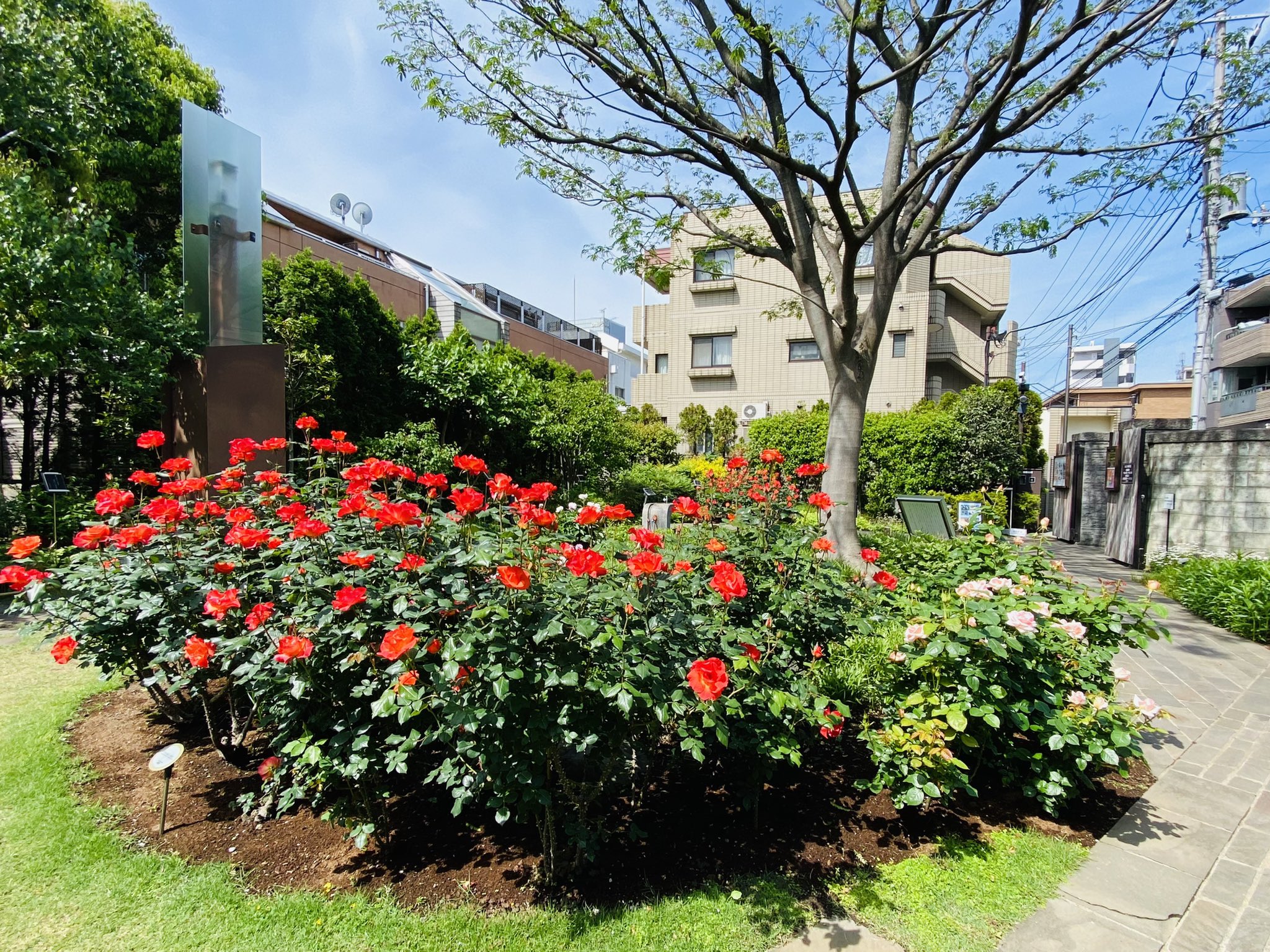しながわ観光協会 東京 品川のおでかけ情報 花だより ねむの木の庭より 今年は開花が遅れていた薔薇のプリンセスミチコ この数日で一斉に満開となりました 寄り添うように咲くエンプレスミチコも見頃 アヤメの脇には美智子様の好きな