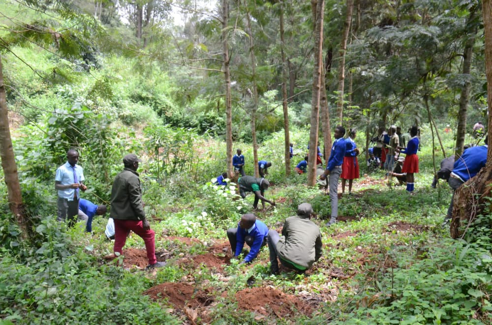boychildlove's tweet photo. Keeping the historic of nature alive. Green is beauty.
@evakimathi 
@KeEquitykenya 
@KeForestService 
@KEFRIHQ 
@CKLAfricaltd https://t.co/wfy9VFFQo8