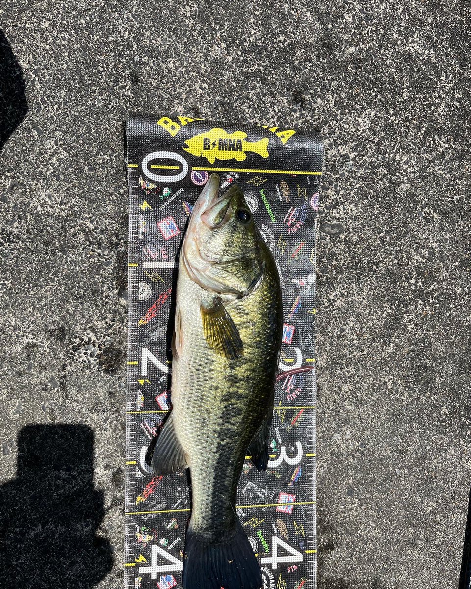 lemonfishing08's tweet photo. レインズスワンプフォール
#シマノ
#ジャッカル
#ゾディアス
#ナスキー
#レインズスワンプ
#バス釣り https://t.co/4mSRM4ty9P