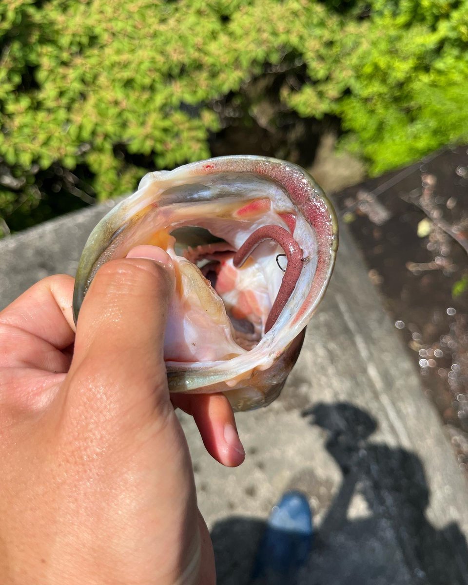 lemonfishing08's tweet photo. レインズスワンプフォール
#シマノ
#ジャッカル
#ゾディアス
#ナスキー
#レインズスワンプ
#バス釣り https://t.co/4mSRM4ty9P