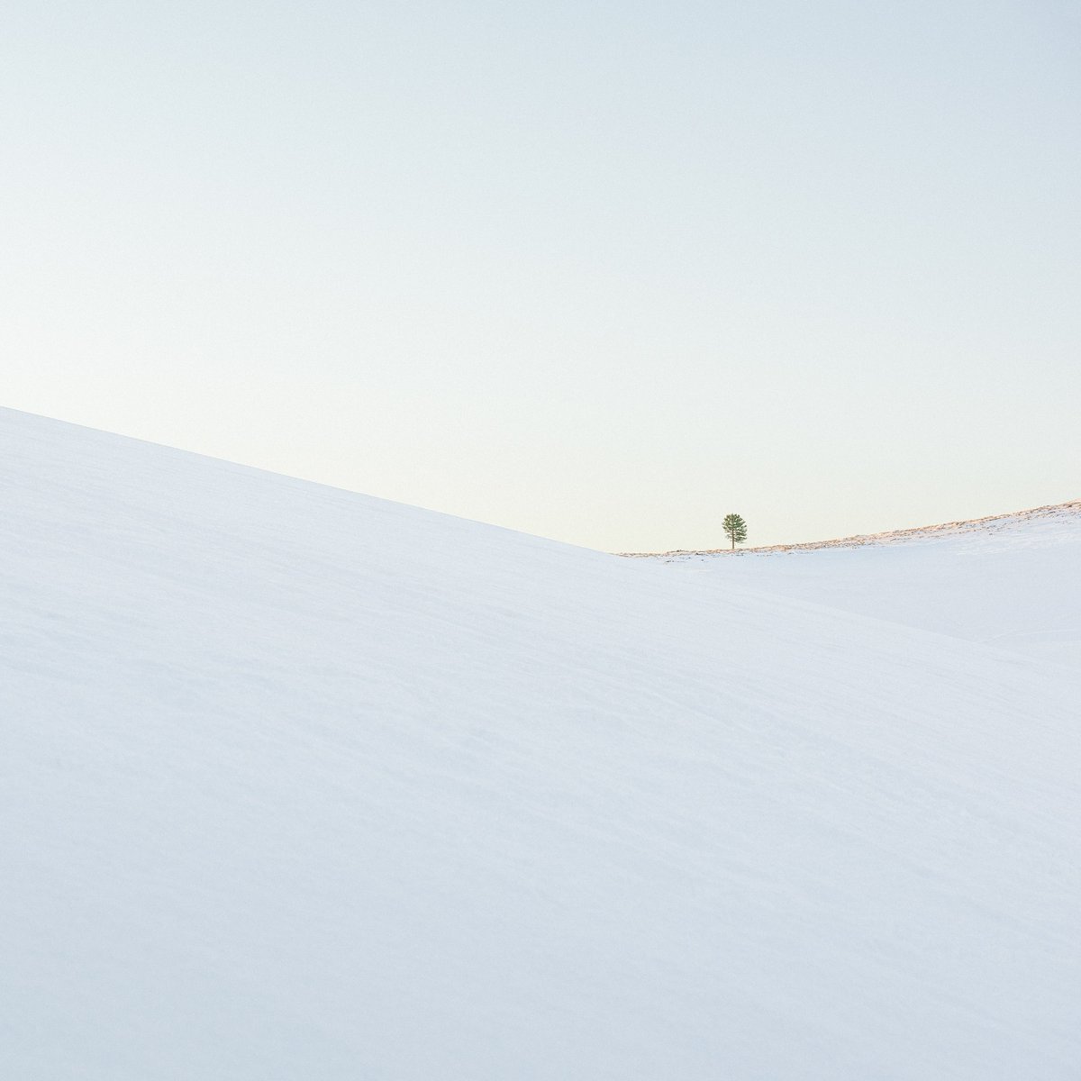 light_artists's tweet photo. "Delicado" by @benjamingrandi is both beautiful and delicate. You will have a chance to mint it in the Alpha Collection

#photography #photographyNFTs #TheAlphaCollection https://t.co/D8r2SI0SxM