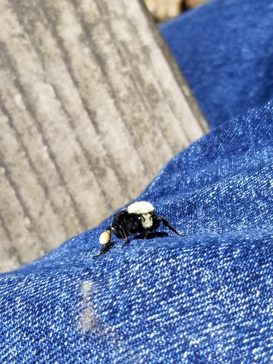 KandisGilmore's tweet photo. Piloted the @CABumbleBees protocol today with a student. Here's some outtakes (yes, I know pic 3 is not a bumblebee) https://t.co/UVf7DwJ9xL