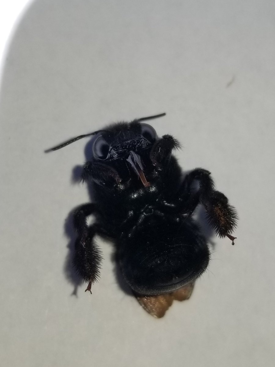 KandisGilmore's tweet photo. Piloted the @CABumbleBees protocol today with a student. Here's some outtakes (yes, I know pic 3 is not a bumblebee) https://t.co/UVf7DwJ9xL