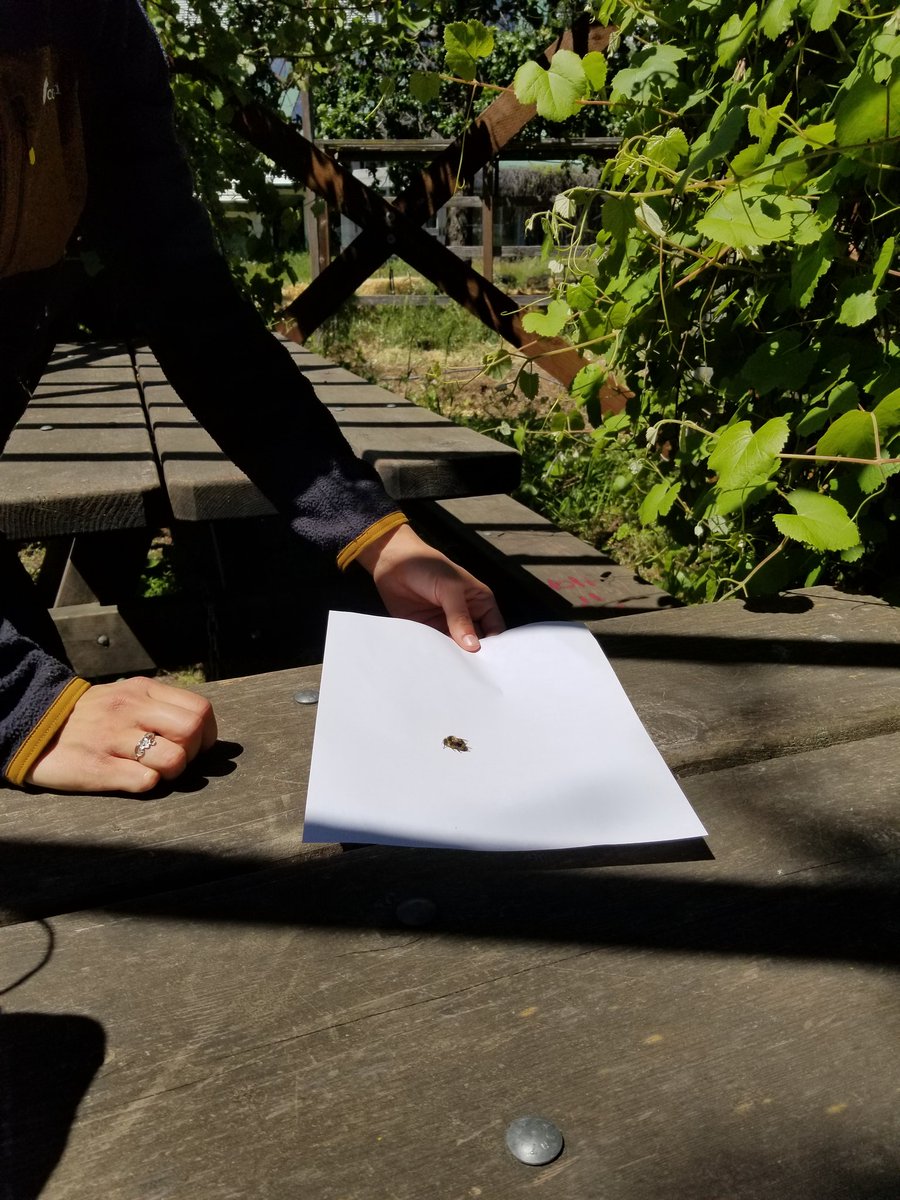 Piloted the <a href="/CABumbleBees/">California Bumble Bee Atlas</a> protocol today with a student. Here's some outtakes (yes, I know pic 3 is not a bumblebee)