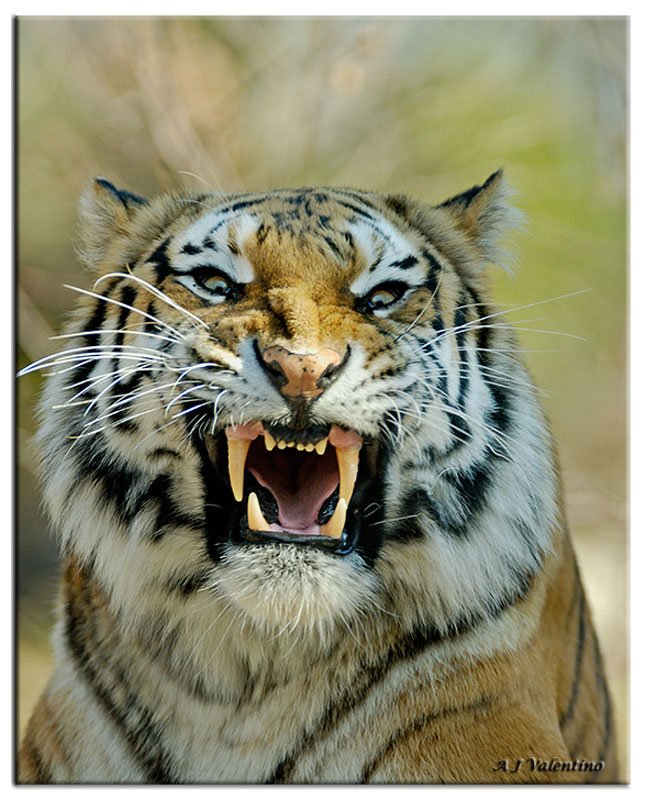 hourlyTiger (@hourlytiger) on Twitter photo 