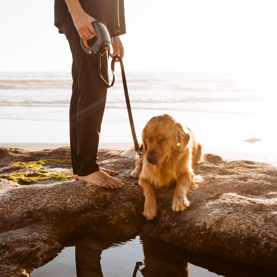 TailChasersLLC's tweet photo. Discover new adventures with the hydrating power of Spleash! Explore farther, play harder, and stay hydrated.
Only available at https://t.co/EHai9H6BFl
#dogs #pets #dogproduct #adventure #explore #outdoors #outdoorlifestyle #activelifestyle #dogwalking #activedoglife https://t.co/630whC2aUb