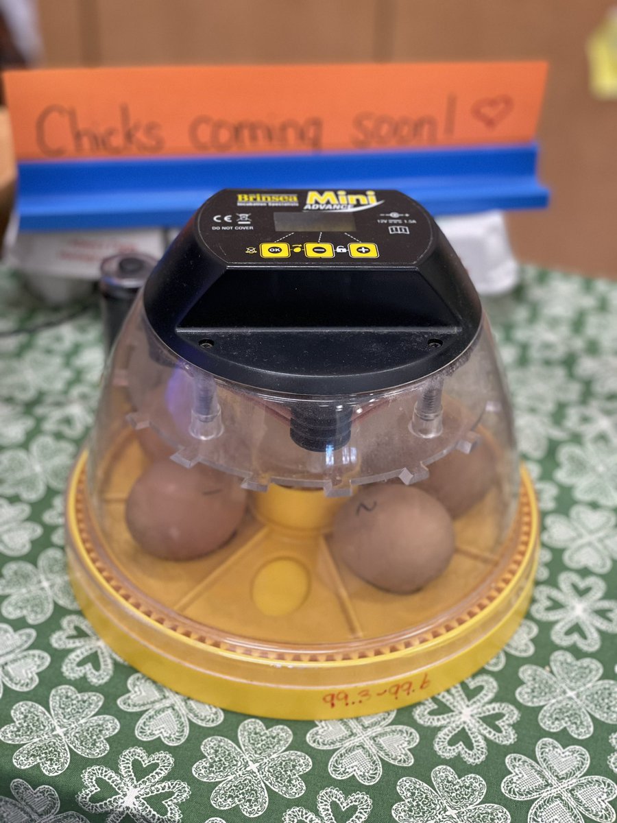 One week to go! We can’t wait for our fluffy friends to hatch! @TisdaleSchool