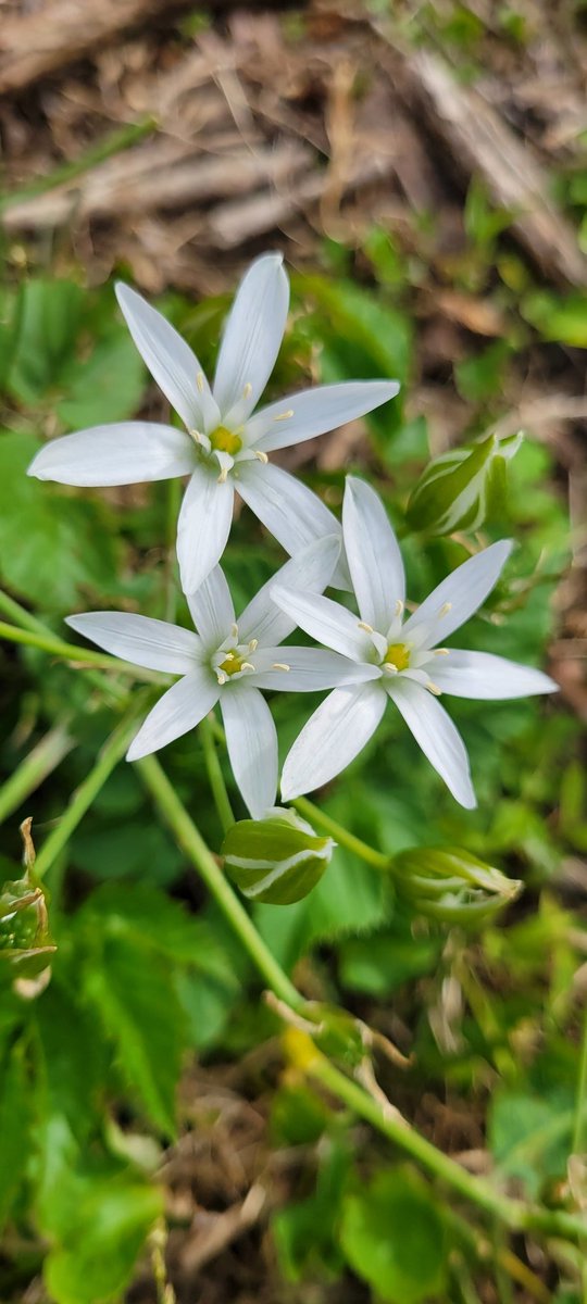 Gothicamuse2's tweet photo. Have some pretty little flowers! https://t.co/eiQj36EO9B