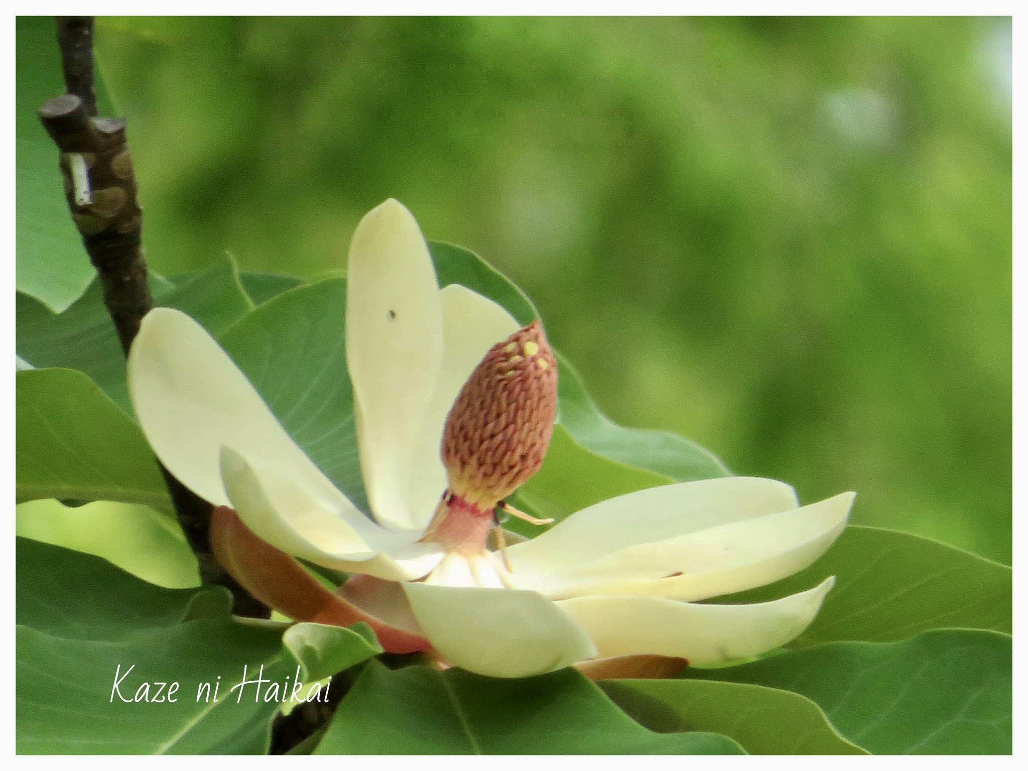 朴の花 Twitter Search Twitter