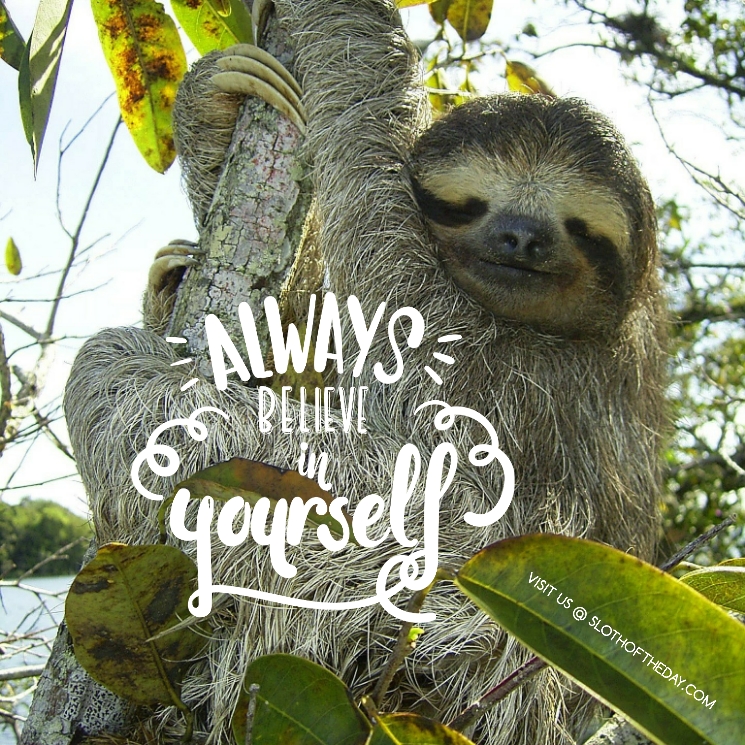 day_sloth's tweet photo. Sloth Says To Always Believe in Yourself
Leo Garcia @ Sloth of The Day
https://t.co/msG7J7XxJL
#sloth #slothoftheday #slothmeme #slothchill #slothtime #slothmemes #slothlovers #slothbaby https://t.co/Ig0PEdce5b