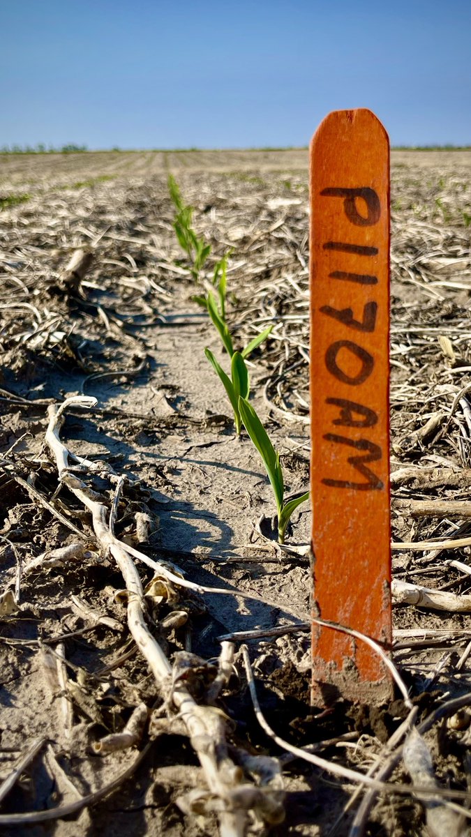 The new P1170AM is off to the races…and this pony will run!!! ⁦<a href="/PioneerSeeds/">Pioneer Seeds U.S.</a>⁩