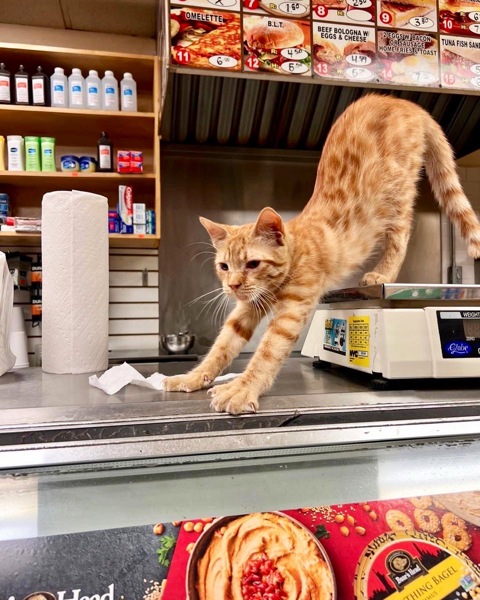 Bodegacats_'s tweet photo. https://t.co/sGZQo1eCcs