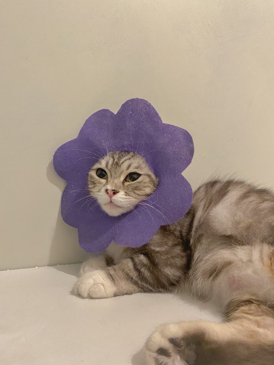 gimbulie's tweet photo. @inibacem Met ultah, bacemmm. Ini disewain badut🥳 https://t.co/Zyp4Gxm0rw