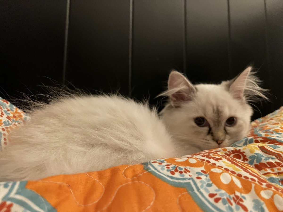 <a href="/relicofthepast/">Relic of the Past Podcast</a> <a href="/PenanceRPG/">Penance RPG 🐉 🏳️‍🌈 🐀</a> <a href="/WebWitch81000/">👾 Nearly Blind Nut is Back?! 😹</a> <a href="/StackODice/">Stack 🌻 Dice</a> <a href="/AnitaBridges2/">Anita Bridges</a> <a href="/xb0shi3x/">Brandalf the Blonde</a> <a href="/tykashow/">🐋</a> <a href="/DeGustafson/">Derek Gustafson (he/him) is Catface Games</a> @lionsoflegend <a href="/pwp_dnd/">🪄Power Word: Play🔥</a> <a href="/adora_belleD/">🇬🇧🇳🇿</a> <a href="/Stories_bySarah/">Sarah Danielle</a> <a href="/NSFWActualPlay/">Not Safe For Wizards</a> @DangerDames @TheDice_Casters <a href="/brainytherpgcat/">Brainy The RPG Cat</a>