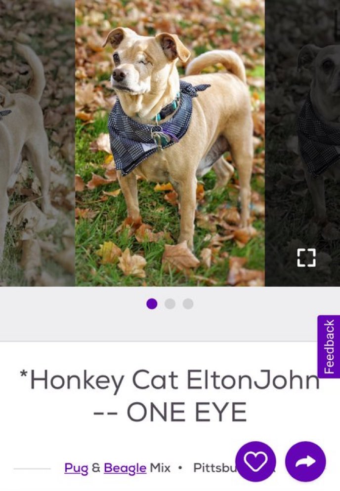 Petfinder Names On Twitter a Lot Going On Here Https t co petfinder-names-on-twitter-a-lot-going-on-here-https-t-co