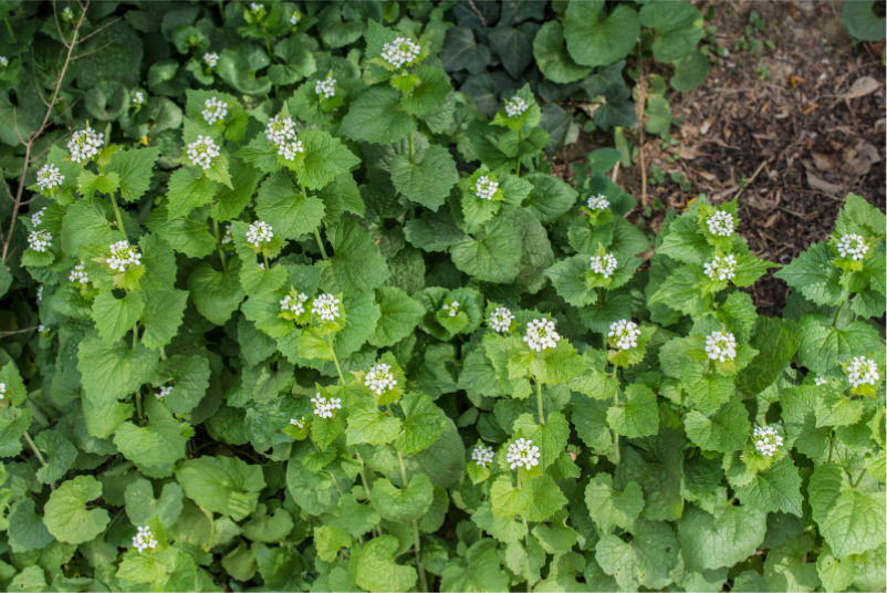 Coastalinvasive's tweet photo. Today’s species spotlight is Garlic Mustard. Garlic Mustard is a species to eradicate on Vancouver Island. 
Garlic Mustard lives in shady, moist environments. It can overtake the understory of forests, has small white flowers that bloom in May, and it can be hand-pulled. https://t.co/4z4ACtkJCo