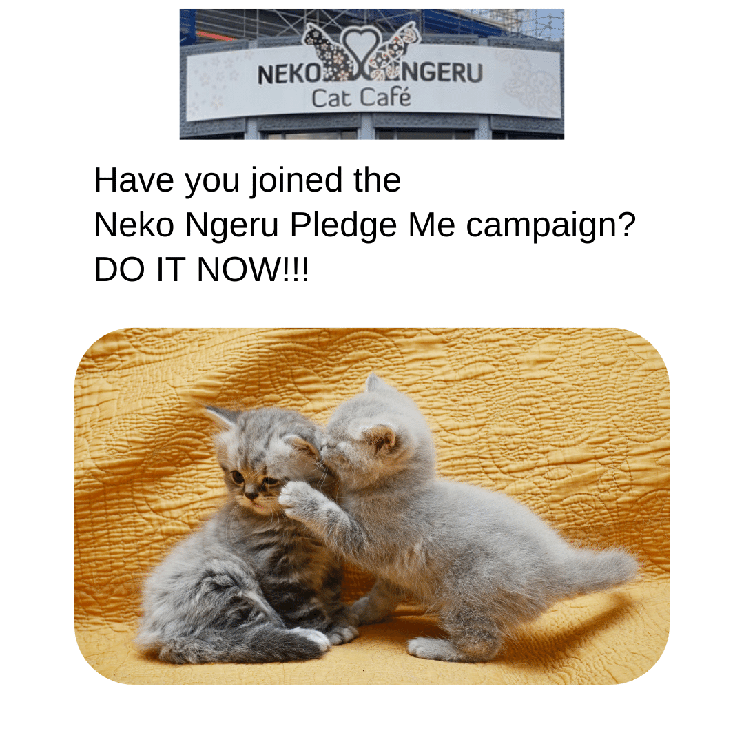 DashKitten's tweet photo. Support Wellington's first cat cafe as it moves to new premises with big dreams of helping a lot more cats! A new catio, kitty parkour so they can adventure around the walls and seating for customers! Check #PledgeMe today for rewards https://t.co/Kxh5Nj28Dv #catcafe #nekongeru https://t.co/324aA89HcQ