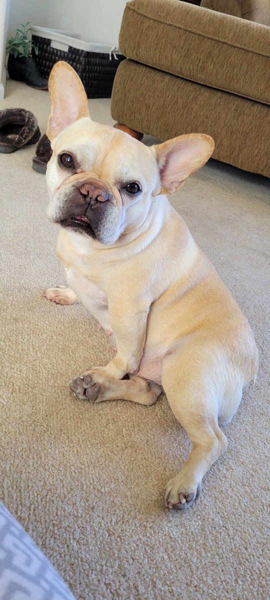 MiaVossOnTheGo's tweet photo. It's @GidgetFrenchie's 4-Year Gotcha Anniversary!! 🐾🐾🐾🐾 https://t.co/xofwfoY2bs