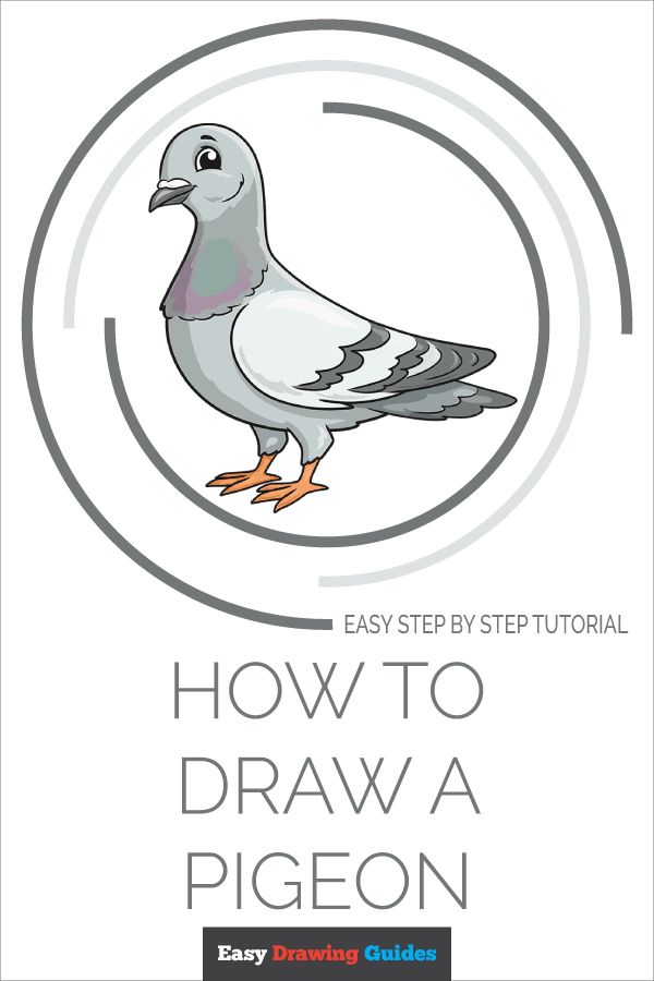 Pigeon Drawing Tutorial | How to draw Pigeon easy | How to draw a bird |  Drawing birds | Draw Pigeon - YouTube
