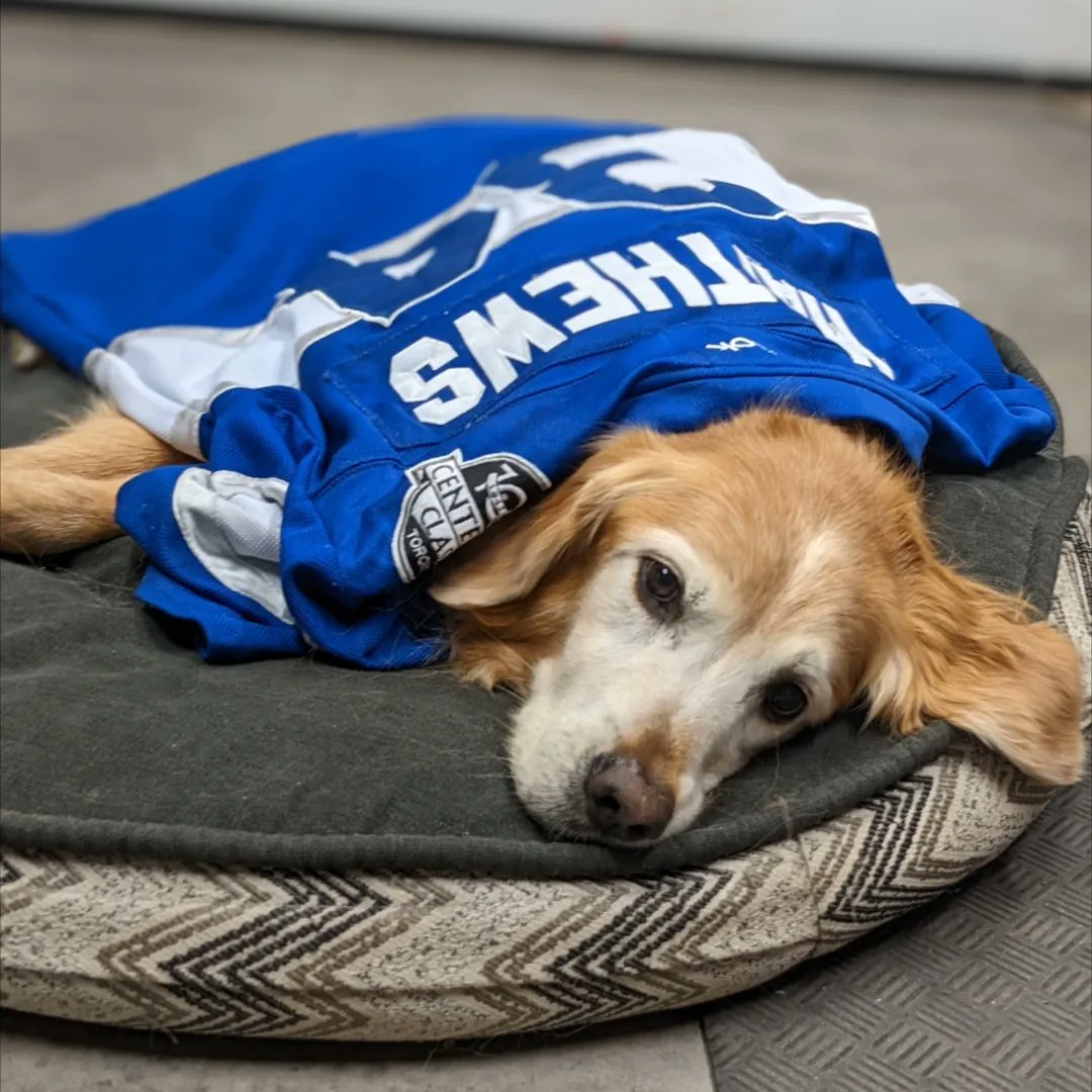 CoachBombayy's tweet photo. I said goodbye to my best buddy today. He logged a lot of hours watching the Leafs with me over the years and I'm  really hoping they can come out with a big W tonight. https://t.co/HcGu8nK1lB