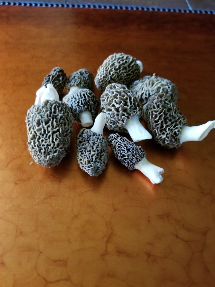 Martywinmag's tweet photo. I'm thinking shrooms and tenderloin for dinner https://t.co/ezcePXU8AW
