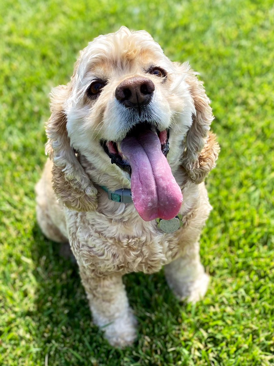 Sandy_Doggy's tweet photo. Let’s play! #tongueouttuesday 🐾👅#cockerspaniel https://t.co/Jv0t1rMstD