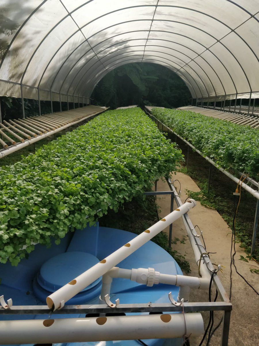 FerrerPapo's tweet photo. Bueno mi  gente  Cilantrillo  ready escuela vocacional agricola de adjuntas Jose Barceló.  Desde mañana listo  para  la venta.
Cooperen  con esta causa , es la única  forma de manterner la operación sustentable https://t.co/9FAVzPEiMl