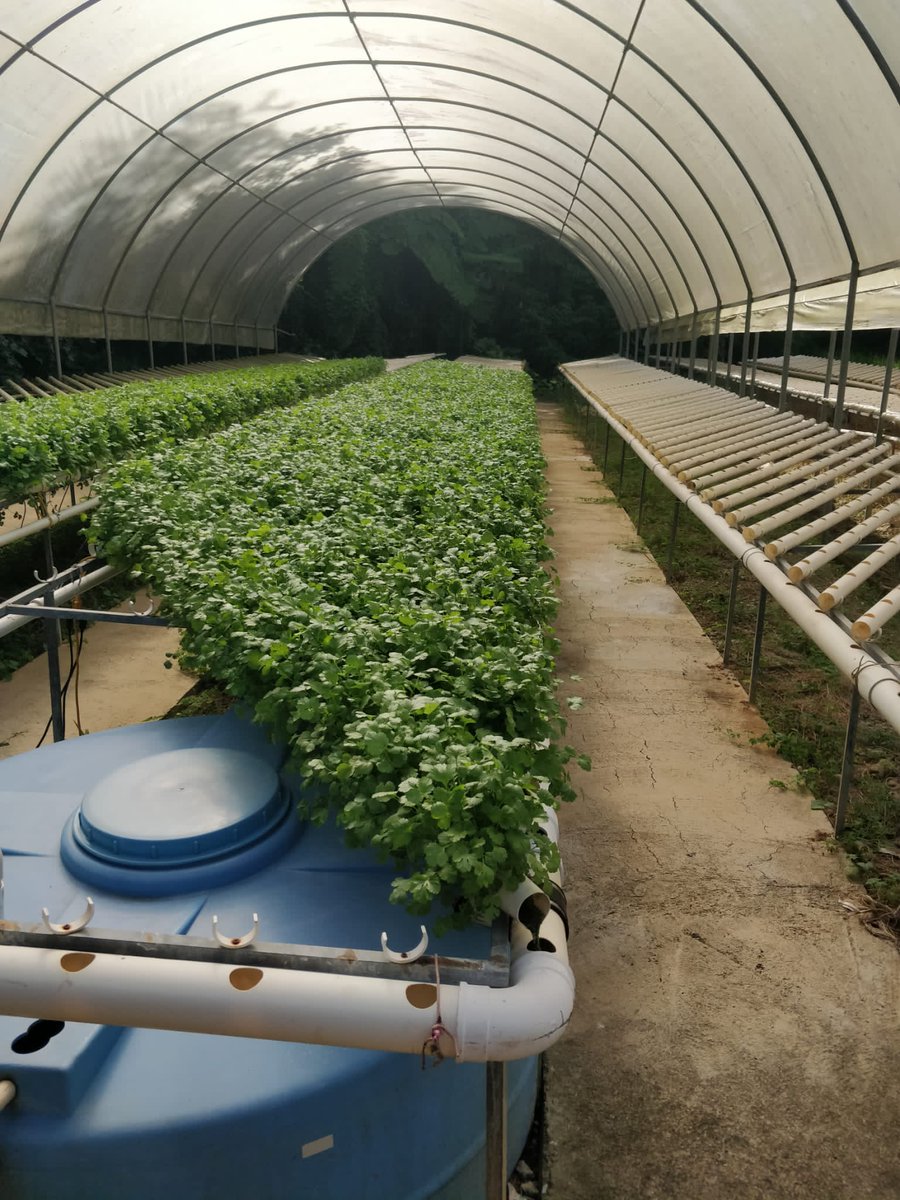 FerrerPapo's tweet photo. Bueno mi  gente  Cilantrillo  ready escuela vocacional agricola de adjuntas Jose Barceló.  Desde mañana listo  para  la venta.
Cooperen  con esta causa , es la única  forma de manterner la operación sustentable https://t.co/9FAVzPEiMl
