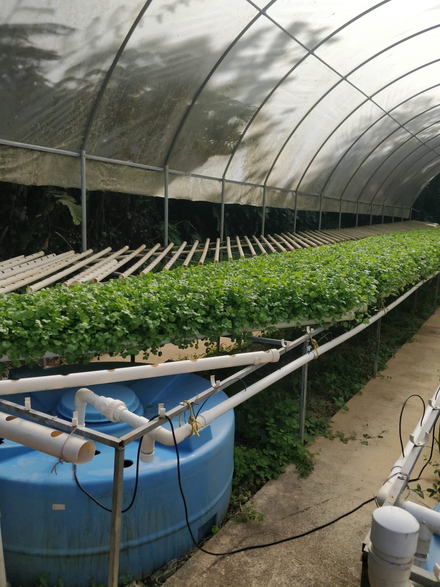 FerrerPapo's tweet photo. Bueno mi  gente  Cilantrillo  ready escuela vocacional agricola de adjuntas Jose Barceló.  Desde mañana listo  para  la venta.
Cooperen  con esta causa , es la única  forma de manterner la operación sustentable https://t.co/9FAVzPEiMl
