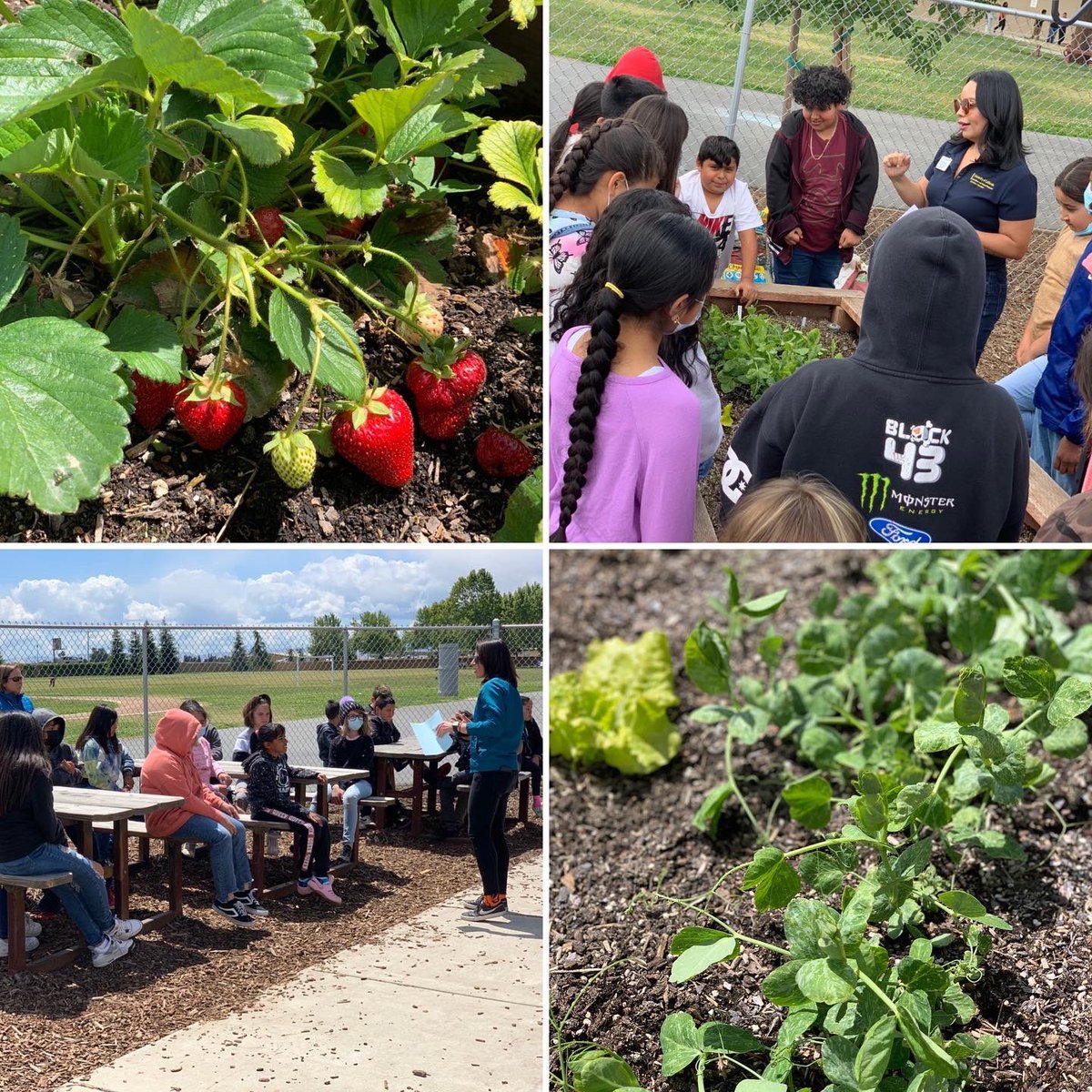 TUSDFarm's tweet photo. Thank you to the UC Cooperative Extension for teaching the Harvest of the Month lesson at Cunningham elementary with the 4th graders!  They loved tasting and learning more about produce they are growing and new foods! https://t.co/wOE2XMGFVl
