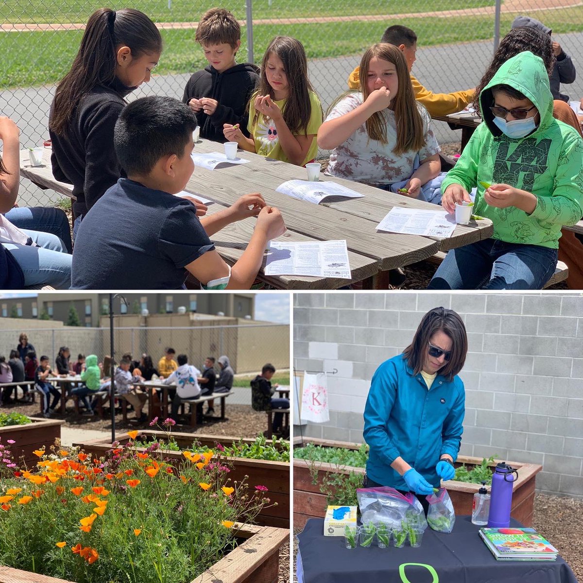 TUSDFarm's tweet photo. Thank you to the UC Cooperative Extension for teaching the Harvest of the Month lesson at Cunningham elementary with the 4th graders!  They loved tasting and learning more about produce they are growing and new foods! https://t.co/wOE2XMGFVl