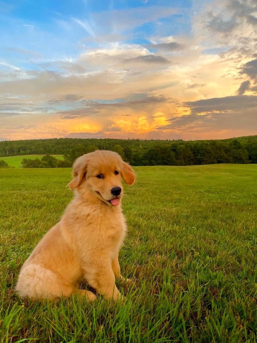 dog_rates tweet picture