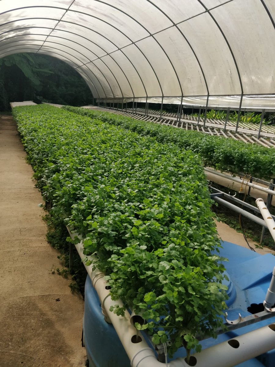FerrerPapo's tweet photo. Bueno mi  gente  Cilantrillo  ready escuela vocacional agricola de adjuntas Jose Barceló.  Desde mañana listo  para  la venta.
Cooperen  con esta causa , es la única  forma de manterner la operación sustentable https://t.co/9FAVzPEiMl