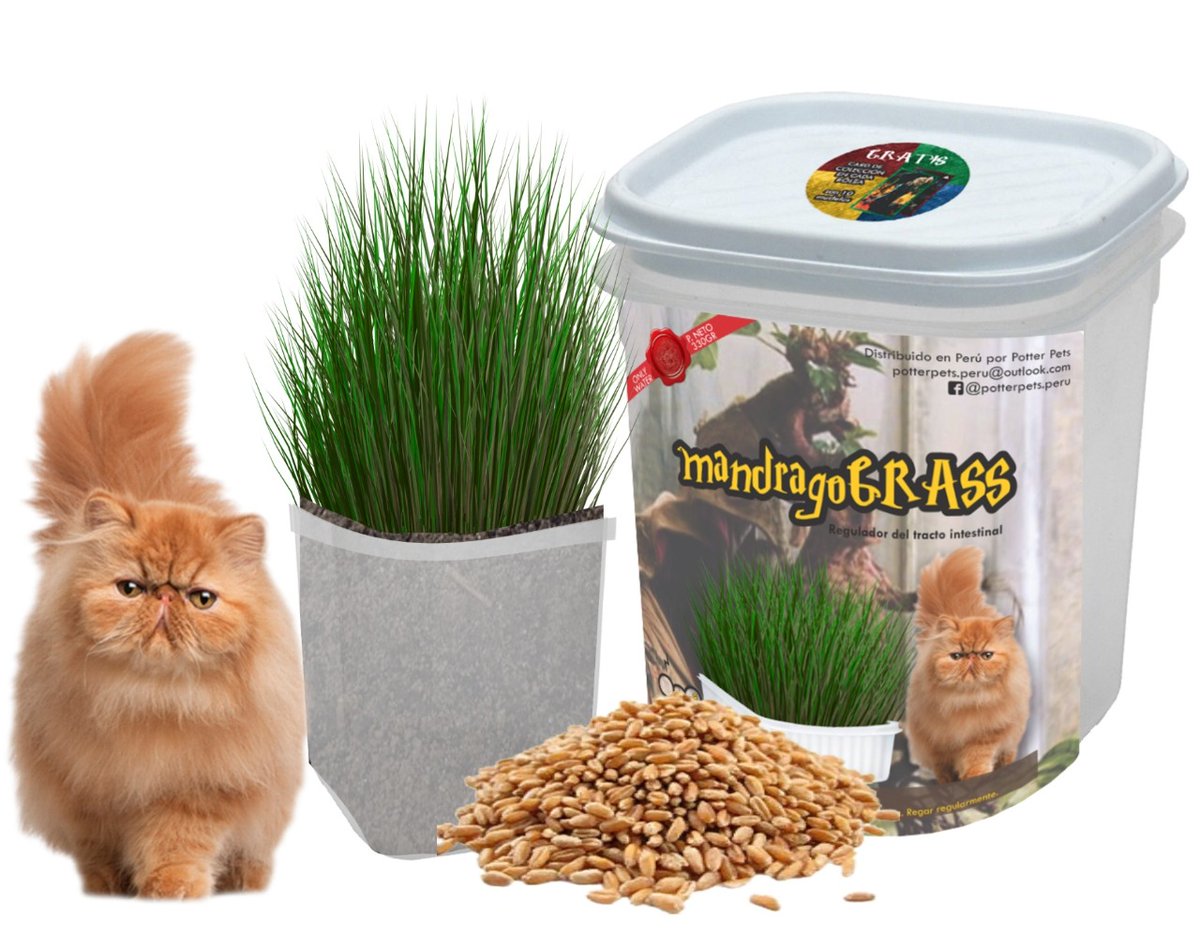 RonroneosPeru's tweet photo. Hola les presentamos nuestros Grass para gatos 🐱🐱🐱🐱🐱🐱🐱🐱🐱
Informes: Inbox https://t.co/llvYISRN7K