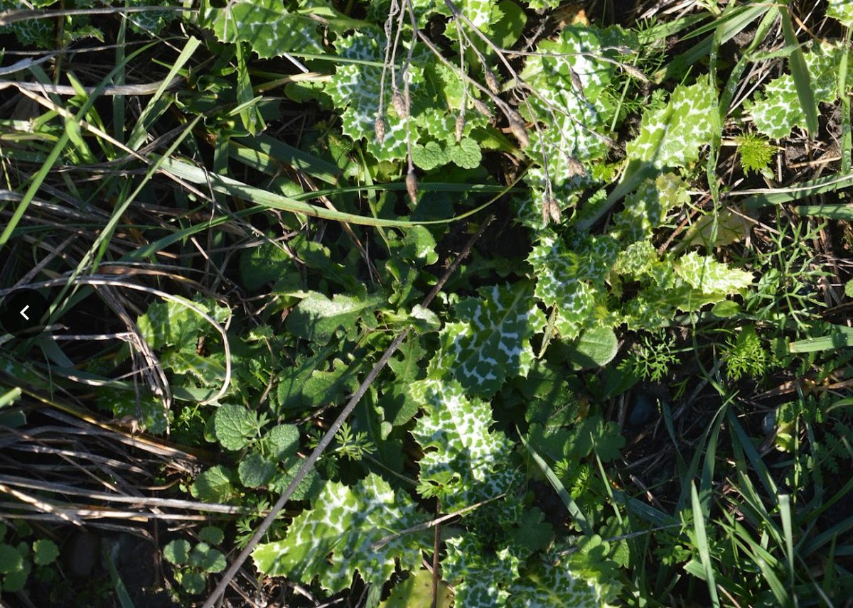 Coastalinvasive's tweet photo. Today’s species spotlight is Milk Thistle. This is a species to eradicate from Vancouver Island. #MilkThistle prefers disturbed environments and has viable seeds for up to 9 years. It can be treated by hand pulling infestations (before they go to seed) or with use of glyphosate. https://t.co/emRFAdemwR